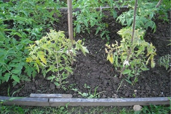 Hvorfor blir tomatbladene gule i det åpne feltet?