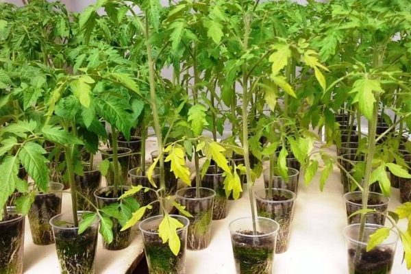 Pourquoi les feuilles des plants de tomates jaunissent-elles