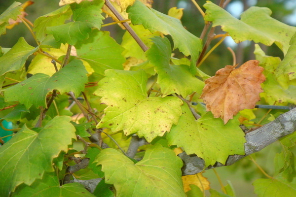 le foglie d'uva ingialliscono cosa fare?