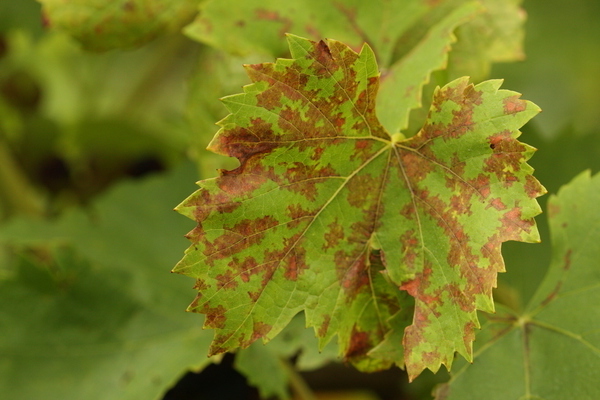 pourquoi les feuilles de vigne jaunissent