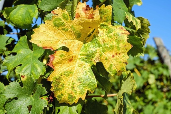 les feuilles de vigne jaunissent car