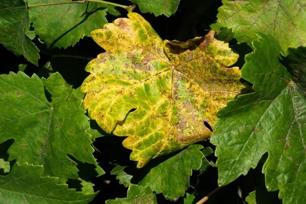 pourquoi les feuilles de vigne jaunissent et que faire