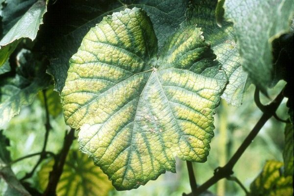 les bords des feuilles de vigne jaunissent