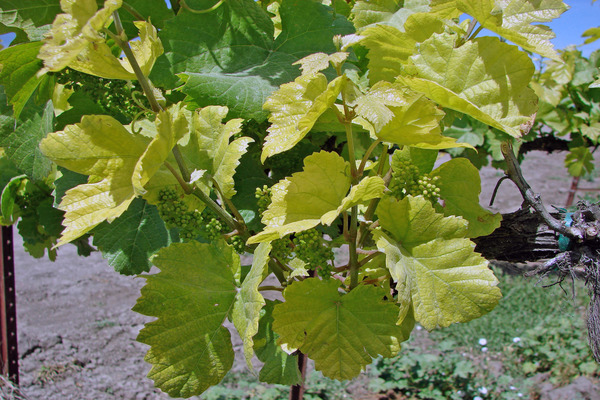 les feuilles sur les raisins jaunissent que de traiter