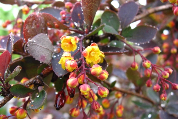 litrato ng barberry shrub