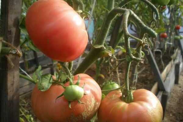 високи сортове домати