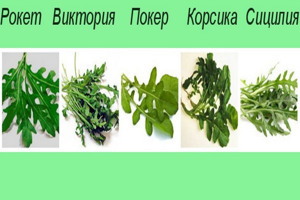 arugula varieties