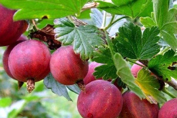 gooseberry variety pink 2