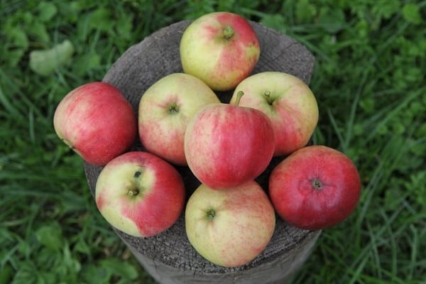apple tree aphrodite variety description