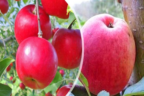 apple variety aphrodite