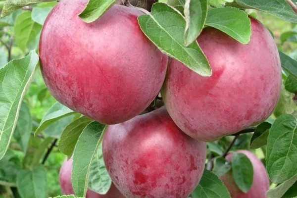 صور شجرة التفاح alesya