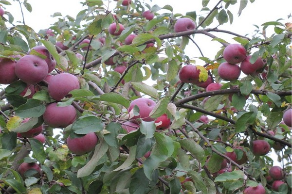 apple tree alesya anmeldelser