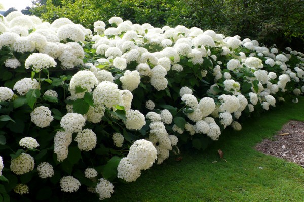 species ng hydrangea