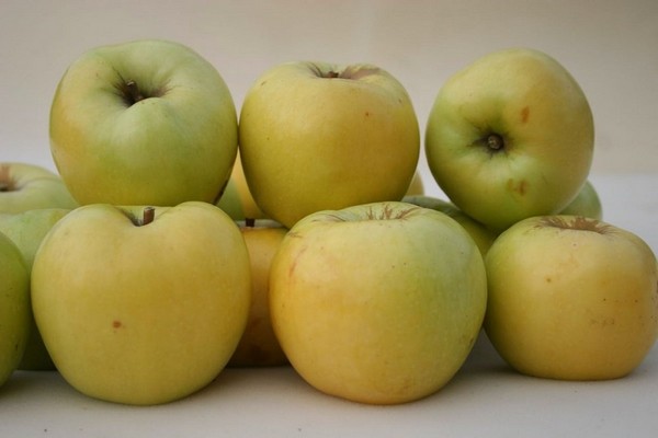 التفاح أنتونوفكا