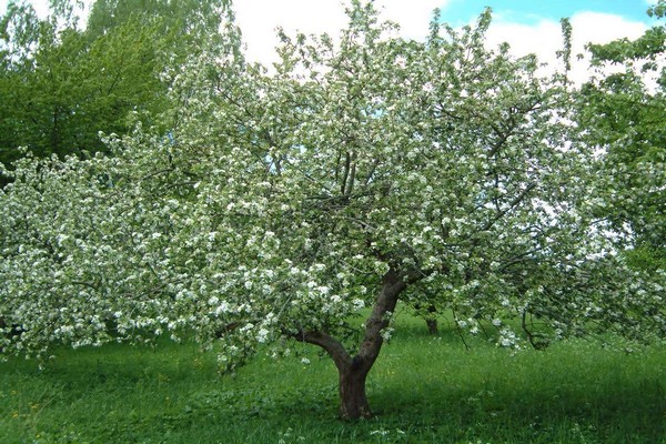 apple tree antonovka