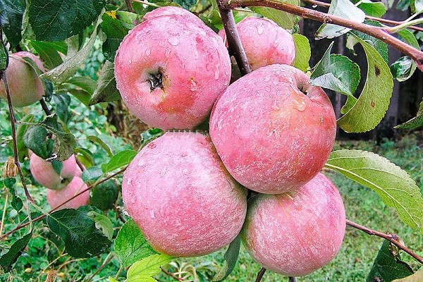 gambar pokok epal bayan