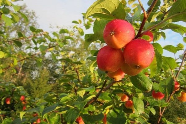 litrato ng puno ng apple apple