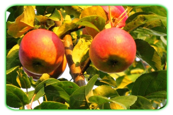 وصف شجرة التفاح بيان متنوعة