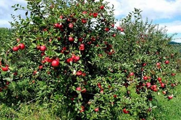 صور شجرة التفاح