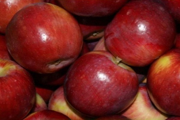 وصف شجرة التفاح Berkut