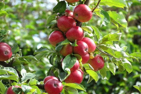 شجرة التفاح berkutovskoe
