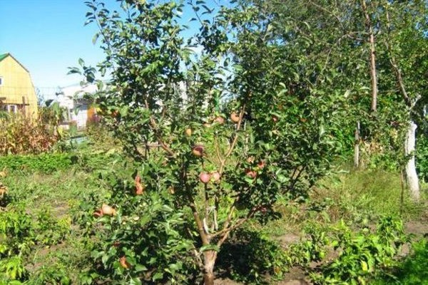 وصف شجرة التفاح berkutovskaya الصورة
