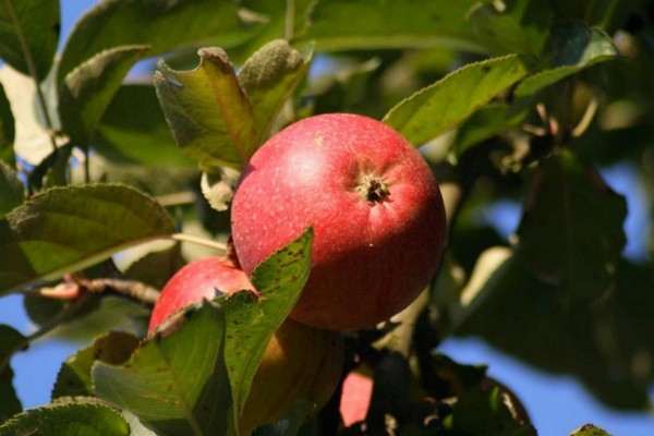 صور شجرة التفاح berkutovskaya