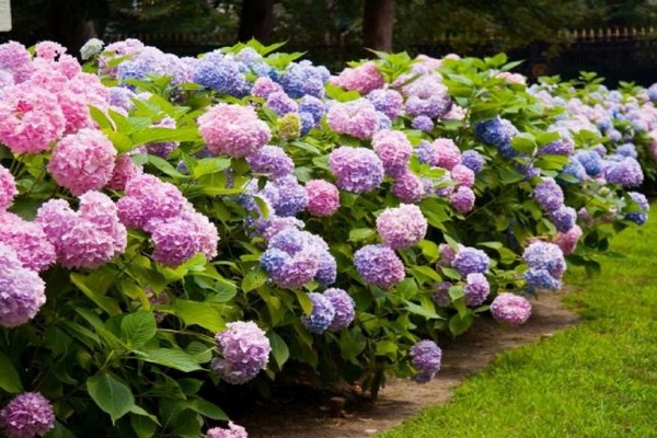 hortensia arter