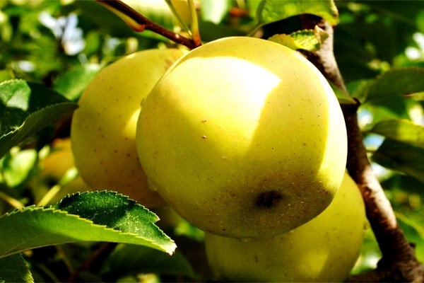 Description du pommier Golden Delicious