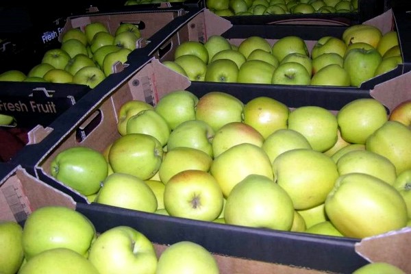 Penerangan mengenai pokok epal Golden Delicious