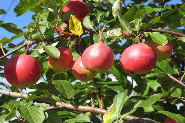 وصف شاشة شجرة التفاح