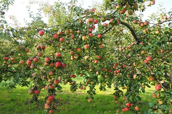 وصف شاشة شجرة التفاح الصورة
