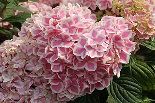 species ng hydrangea