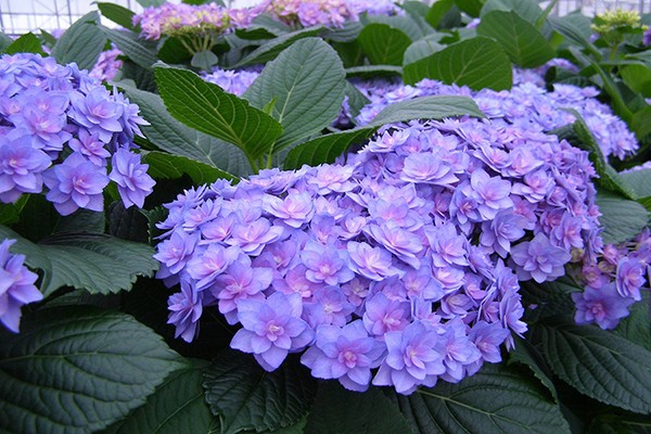 hortensia arter