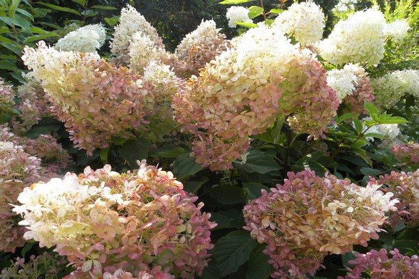 những giống hoa cẩm tú cầu đẹp nhất