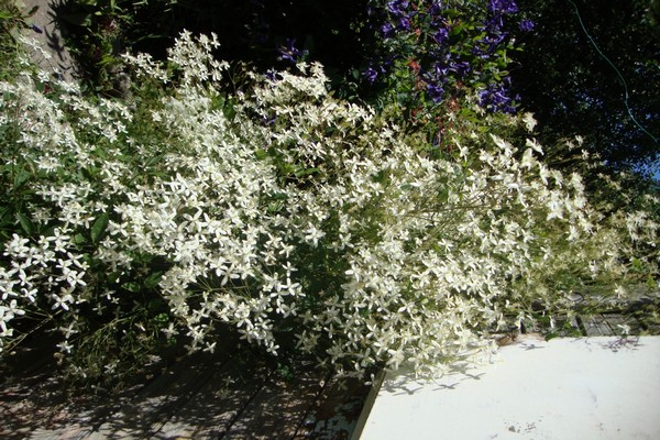 cultivar Fargesioides