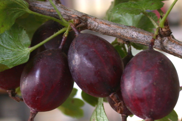 как да се формира стандартно цариградско грозде