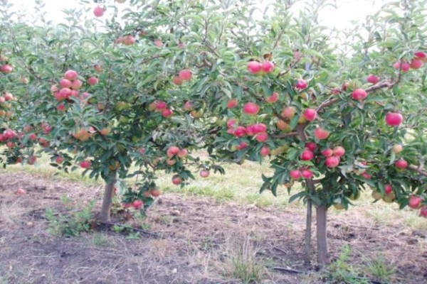 florina apple tree description