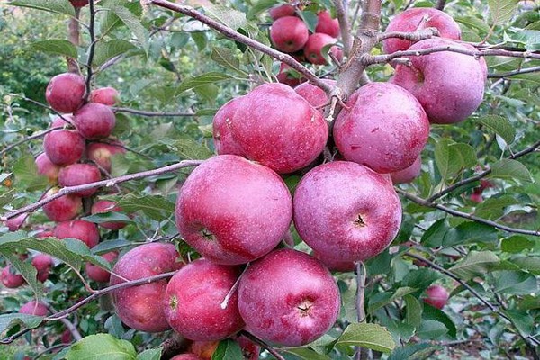 apple florina variety description