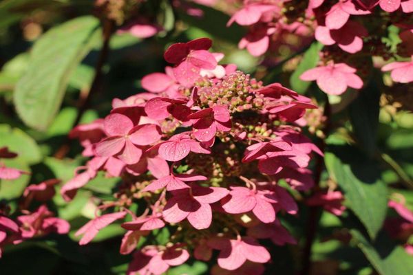 Api Ajaib Hydrangea