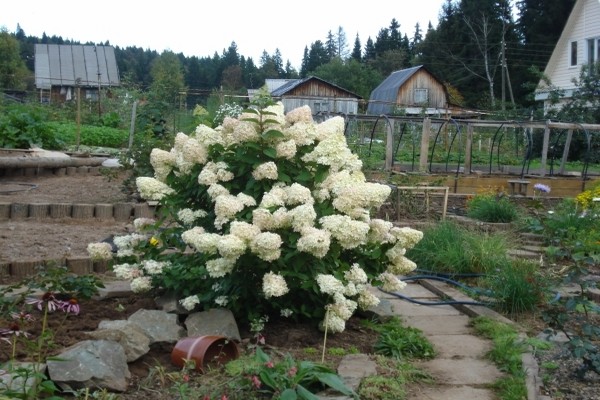 vườn hoa cẩm tú cầu + ở Urals