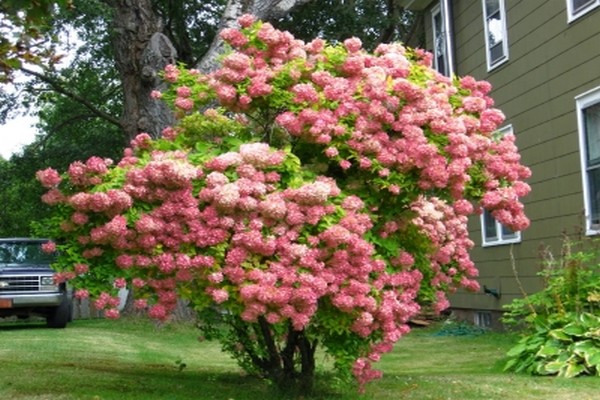 pinakamahusay na hydrangeas