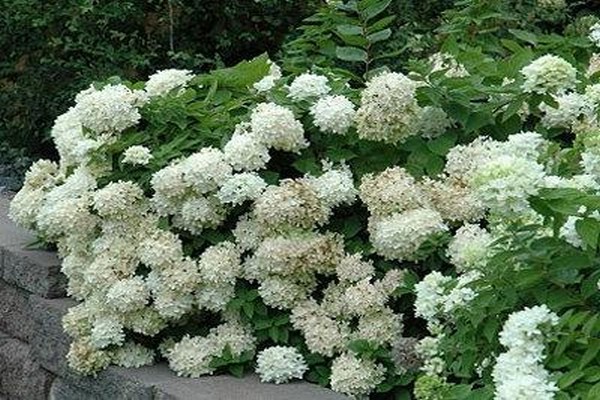 species ng hydrangea