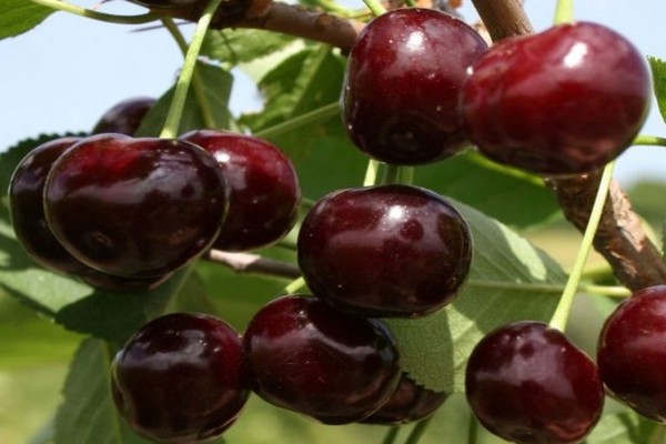 cherry varieties