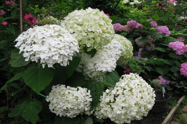 species ng hydrangea