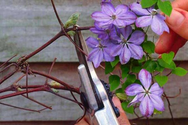 clematis planting + and care + in the open