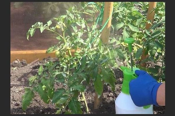 Penyakit Cladosporium tomato di rumah hijau dan di tanah