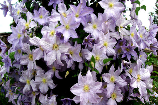 Thiên thần xanh Clematis