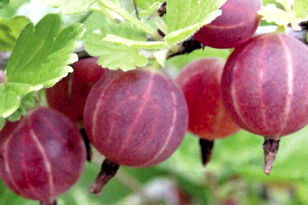 varieti gooseberry merah