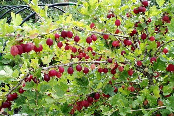 gooseberry variety